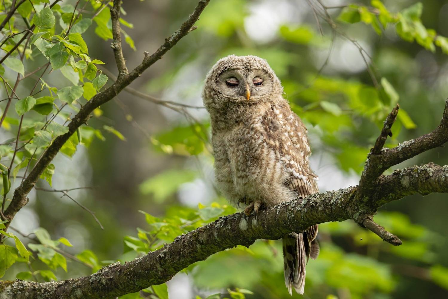 сова, совенок, уральская неясыть, птицы, неясыть, длиннохвостая неясыть, Руслан Pl