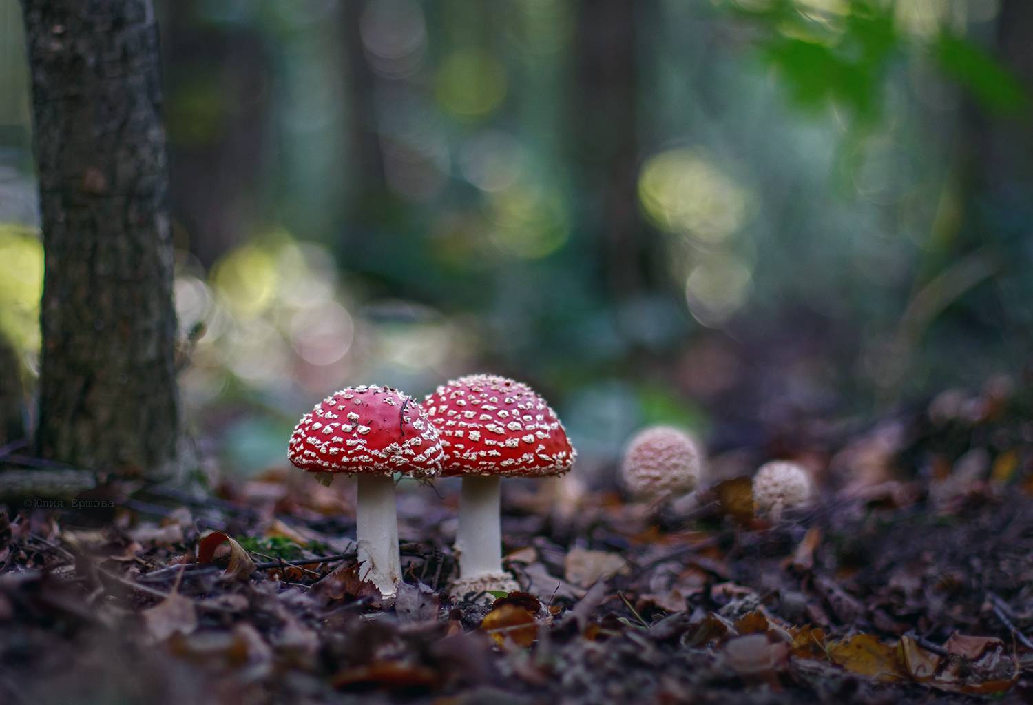 грибы, мухоморы, Ершова Юлия