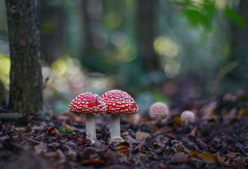 грибы, мухоморы Братишки фото превью