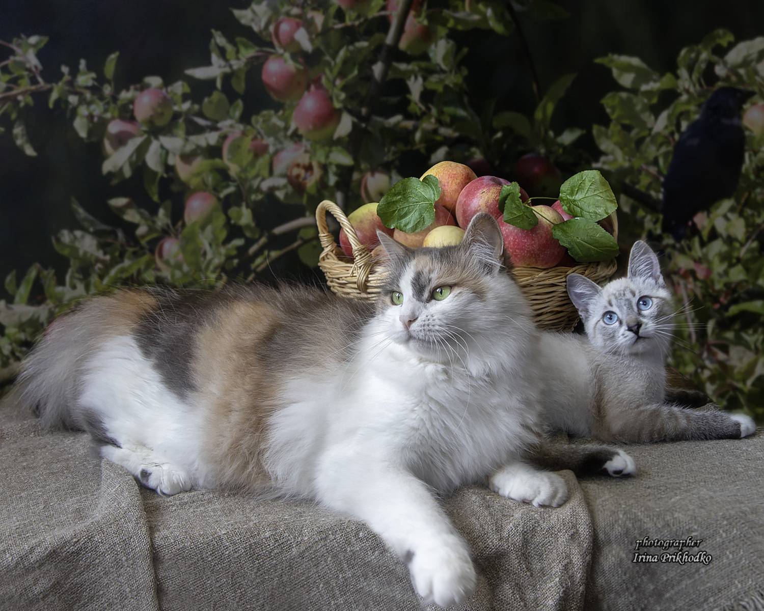 кошки, питомцы, урожай, яблоки, кошки, котенок, Приходько Ирина