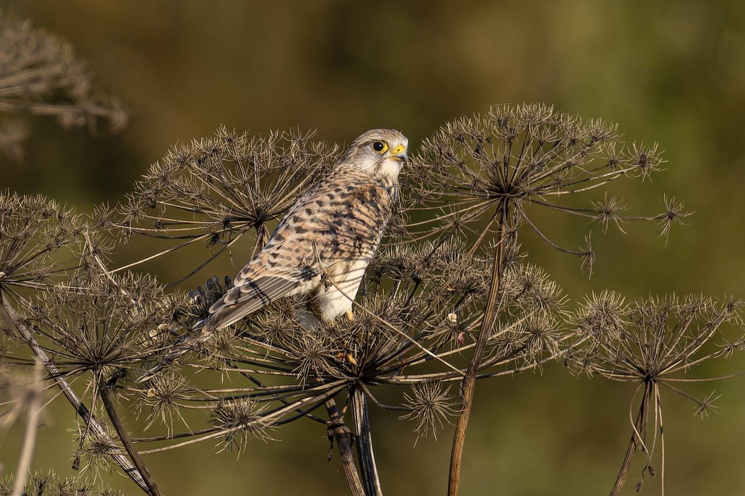 пустельга, птицы, сокол, Руслан Pl