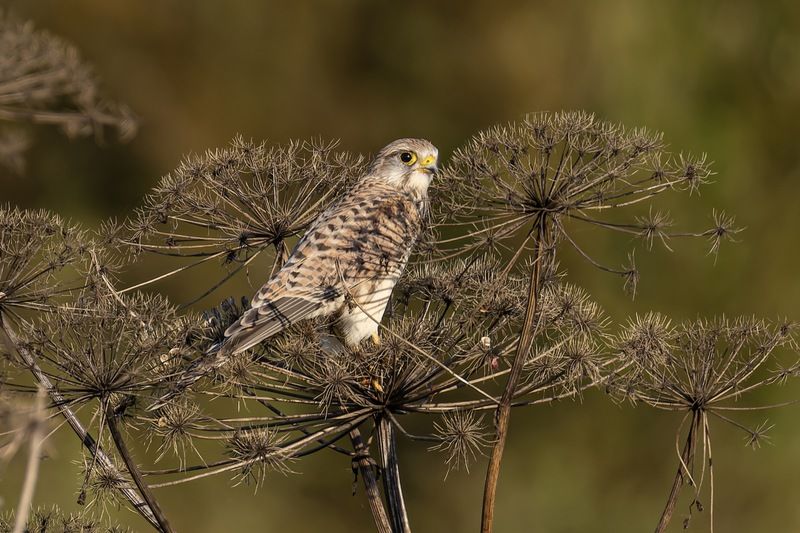 пустельга, птицы, сокол Пустельга фото превью