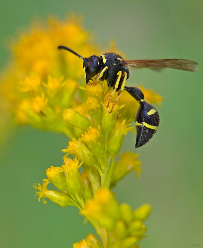 оса #оса1 фото превью