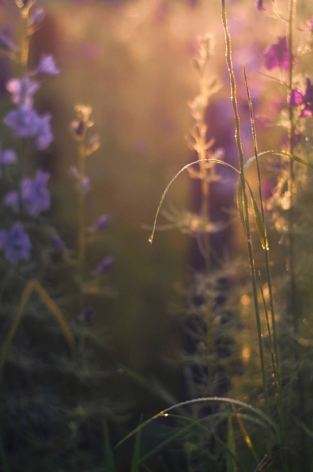 утро, роса, цветы, свет, лето, природа, nature, morning, Буглак Инна