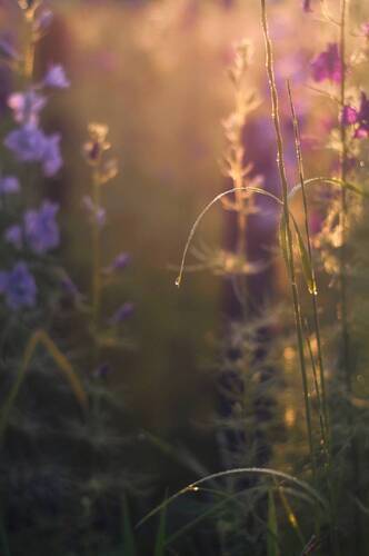 Нежность утренней поры 