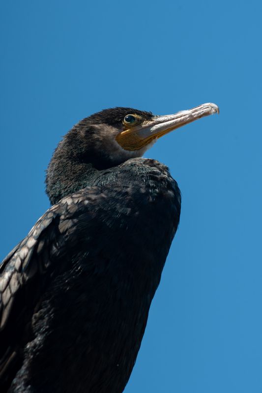 Phalacrocorax carbo фото превью