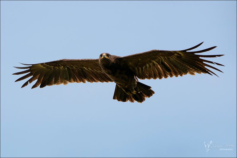 Большой подорлик фото превью