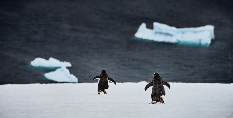 пингвины, антарктика, антарктика, antarctic, penguin Срочные дела фото превью
