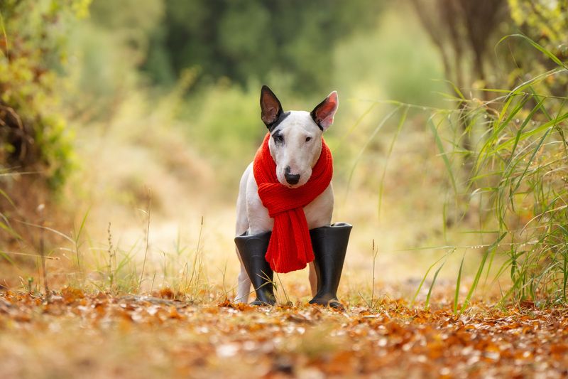 Autumn vibes фото превью