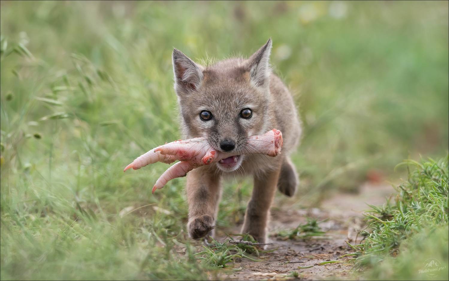 корсак, лиса, степная лиса, взрослый корсак, маныч,заповедник черные земли, корсачок, фото корсака, молодой корсак, степная лисица, vulpes corsac, калмыкия, черные земли,  корсачонок, корсачата, калмыцкий корсак, корсаки, vulpes corsac kalmykorum, людоед,, Влад Соколовский