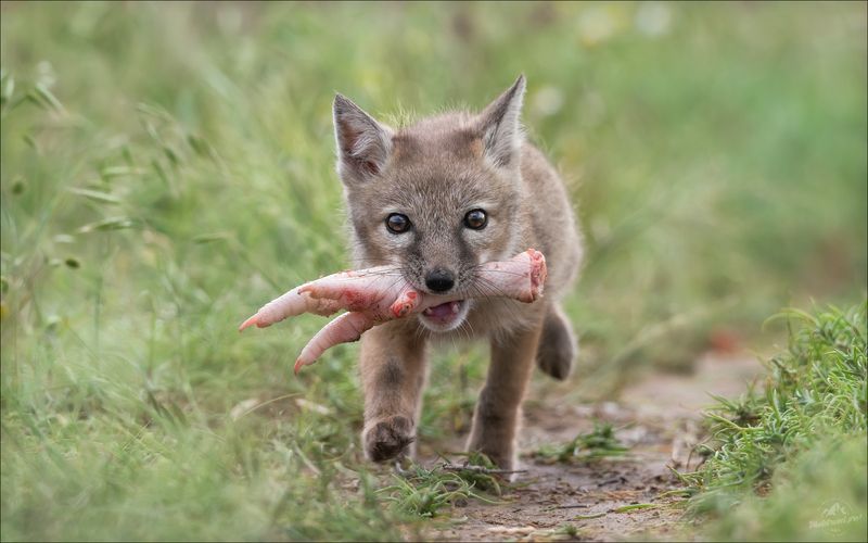 корсак, лиса, степная лиса, взрослый корсак, маныч,заповедник черные земли, корсачок, фото корсака, молодой корсак, степная лисица, vulpes corsac, калмыкия, черные земли,  корсачонок, корсачата, калмыцкий корсак, корсаки, vulpes corsac kalmykorum, людоед, ЛЮДОЕД фото превью