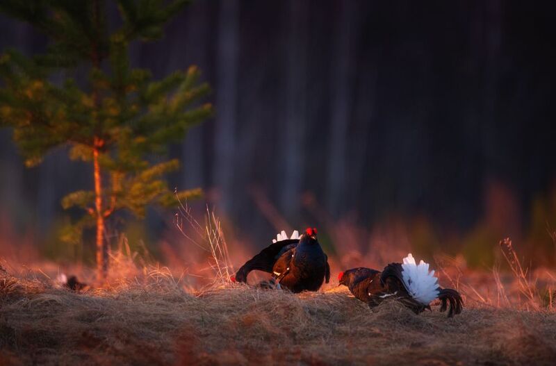 птицы, анимализм, природа, тетерев, тетерева, тетеревиный ток, кологрив Тетерева на рассвете фото превью