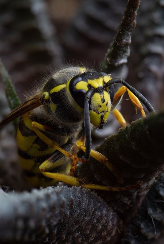 Vespidae фото превью