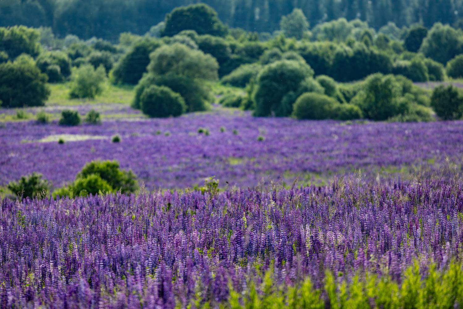 , Александр Шандов