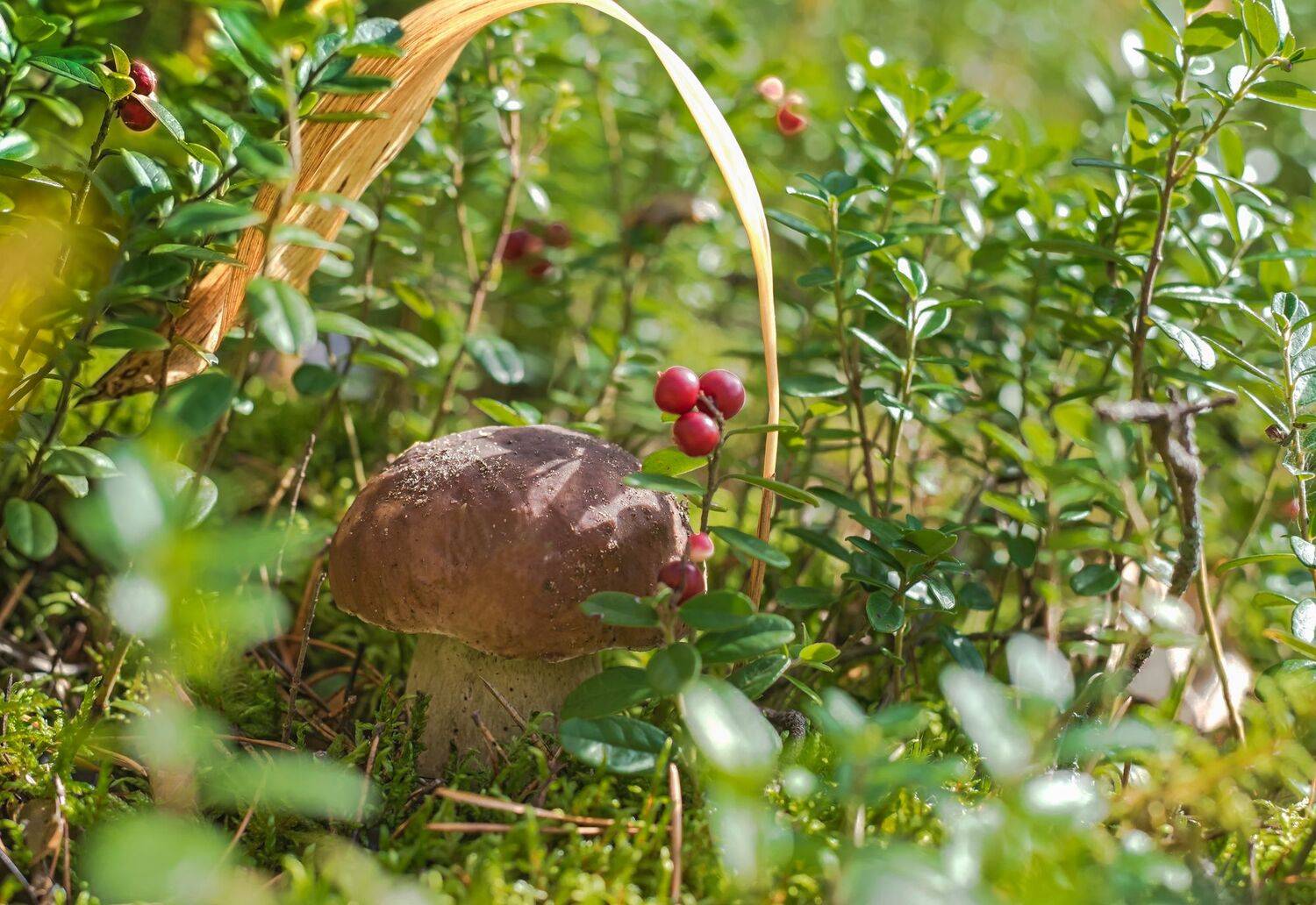 грибы, осень, тихая охота, Лидия Киприч