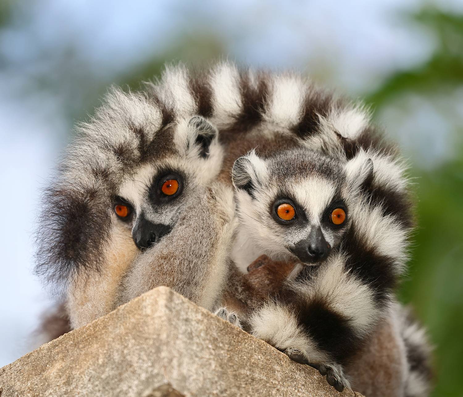 , Гудков Андрей