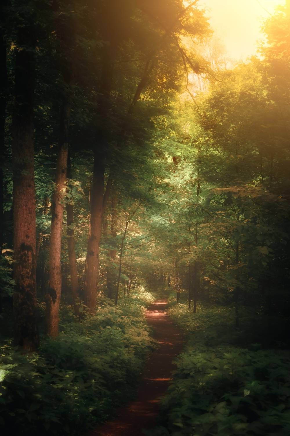 пейзаж, landscape, nature, природа, лето, summer, лес, forest, Julia Kaissa