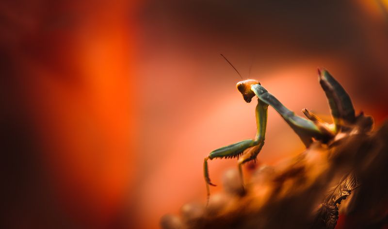 Лето красное фото превью