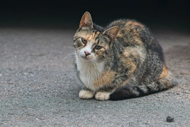 *** фото превью