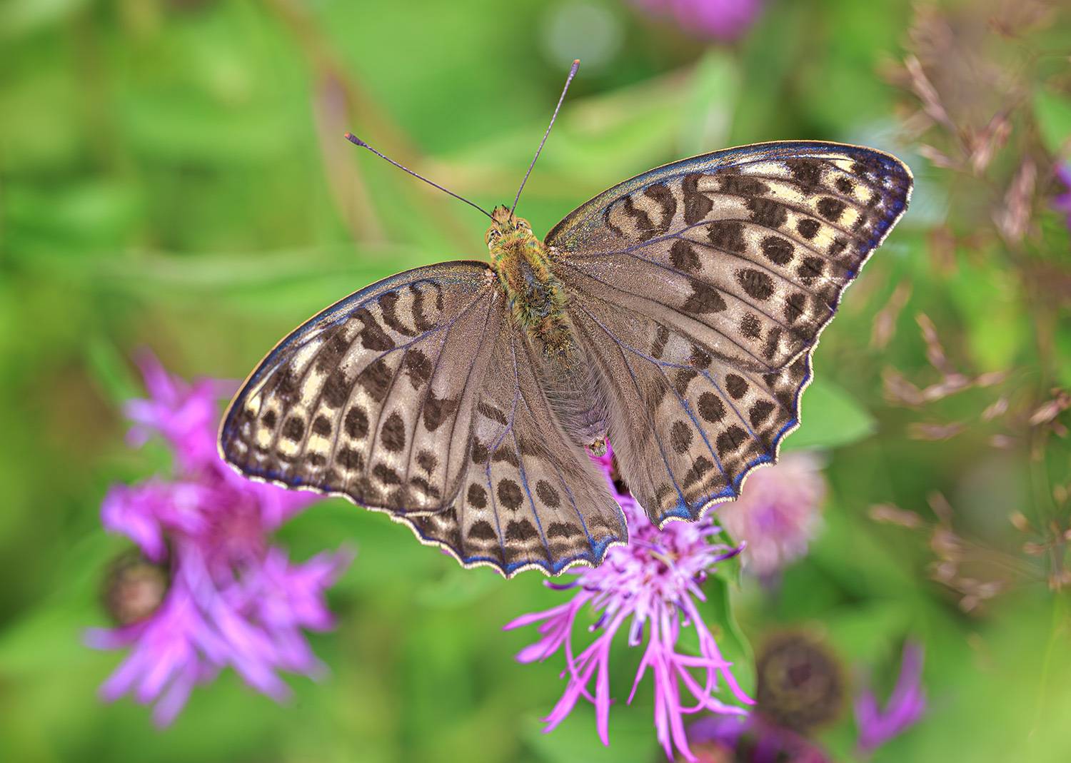 насекомые, бабочка, нимфалида, перламутровка, лесная, лето, июль, Борис Новиков
