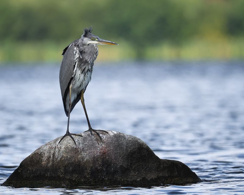 серая цапля Серая цапля фото превью