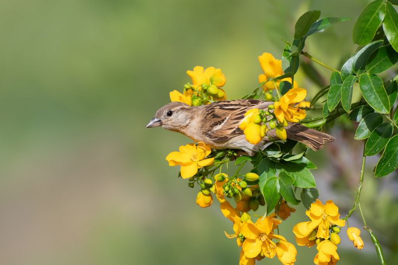 *** фото превью