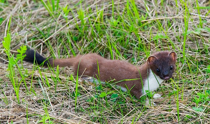 Горностай фото превью