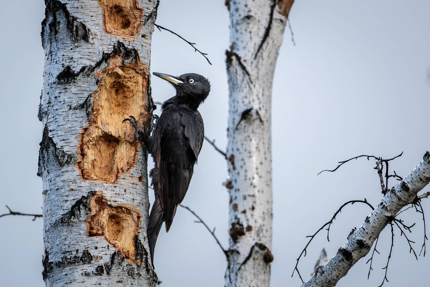 , Бодрягин Виталий