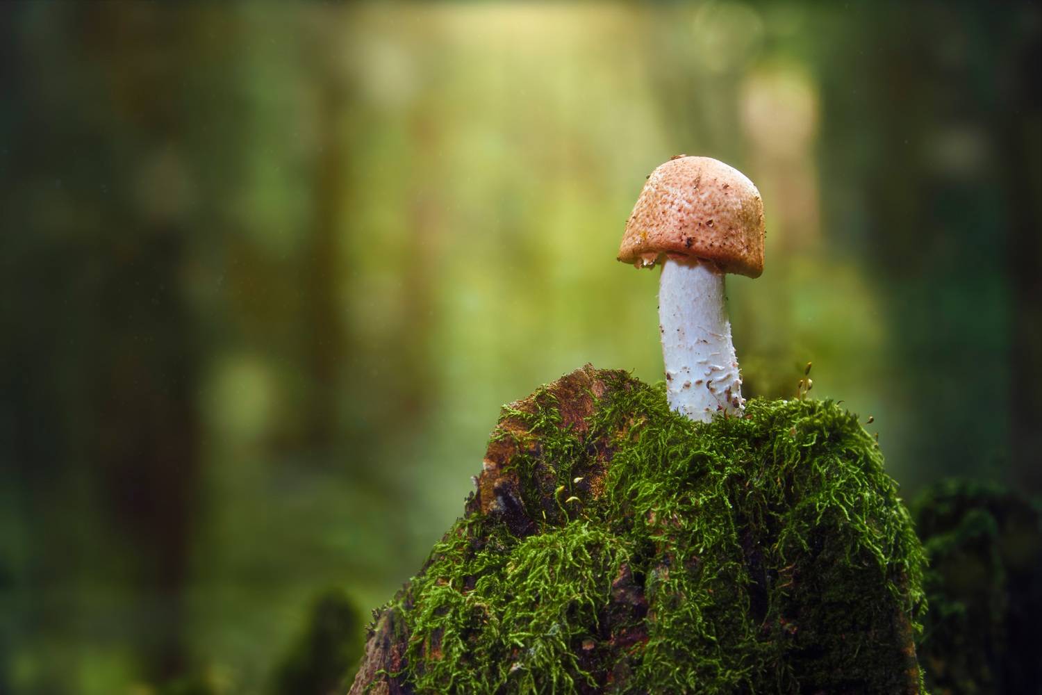 гриб, Валерий Вождаев