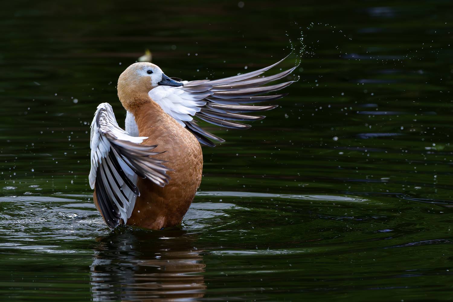 , Молодкин Дмитрий
