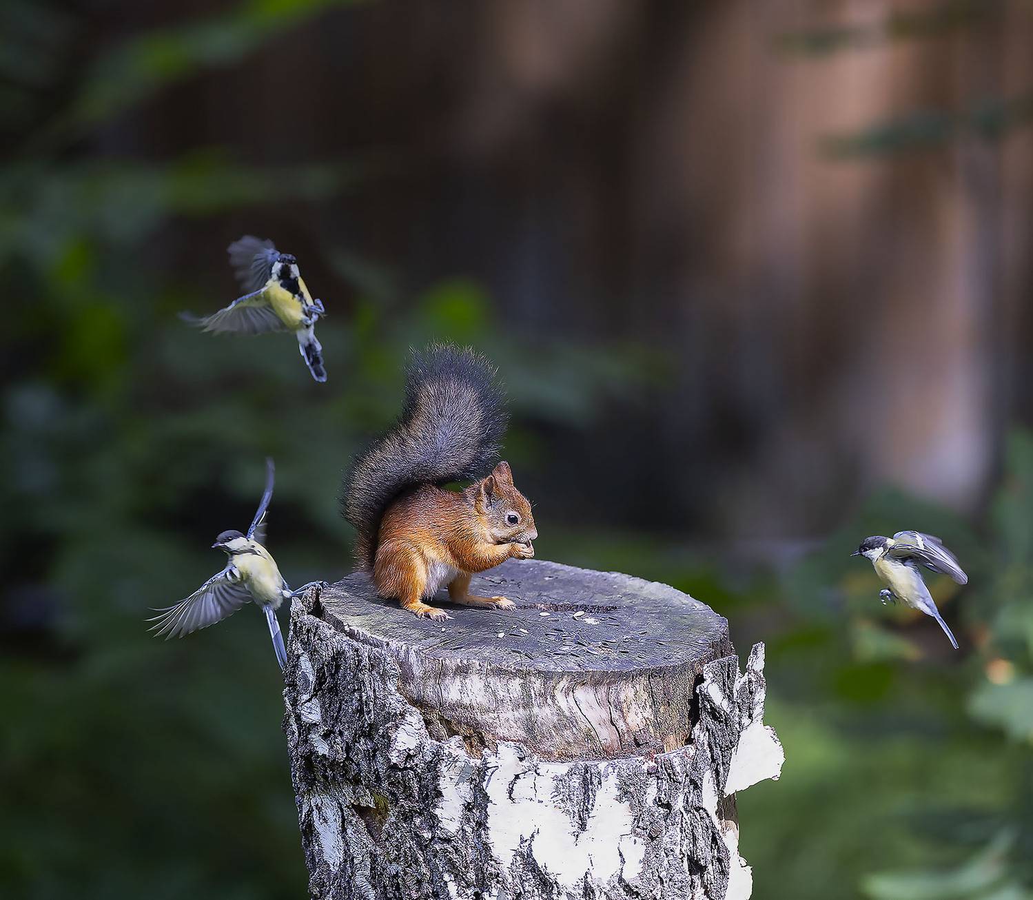 белка,синицы, лес, природа, squirrel,birds, forest, nature, Стукалова Юлия