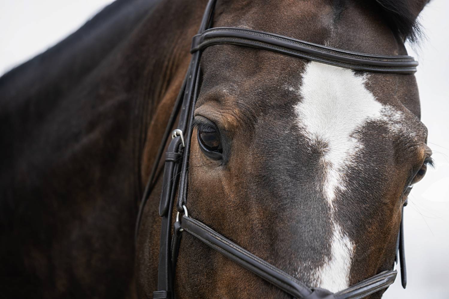 , Глухарёва Ольга