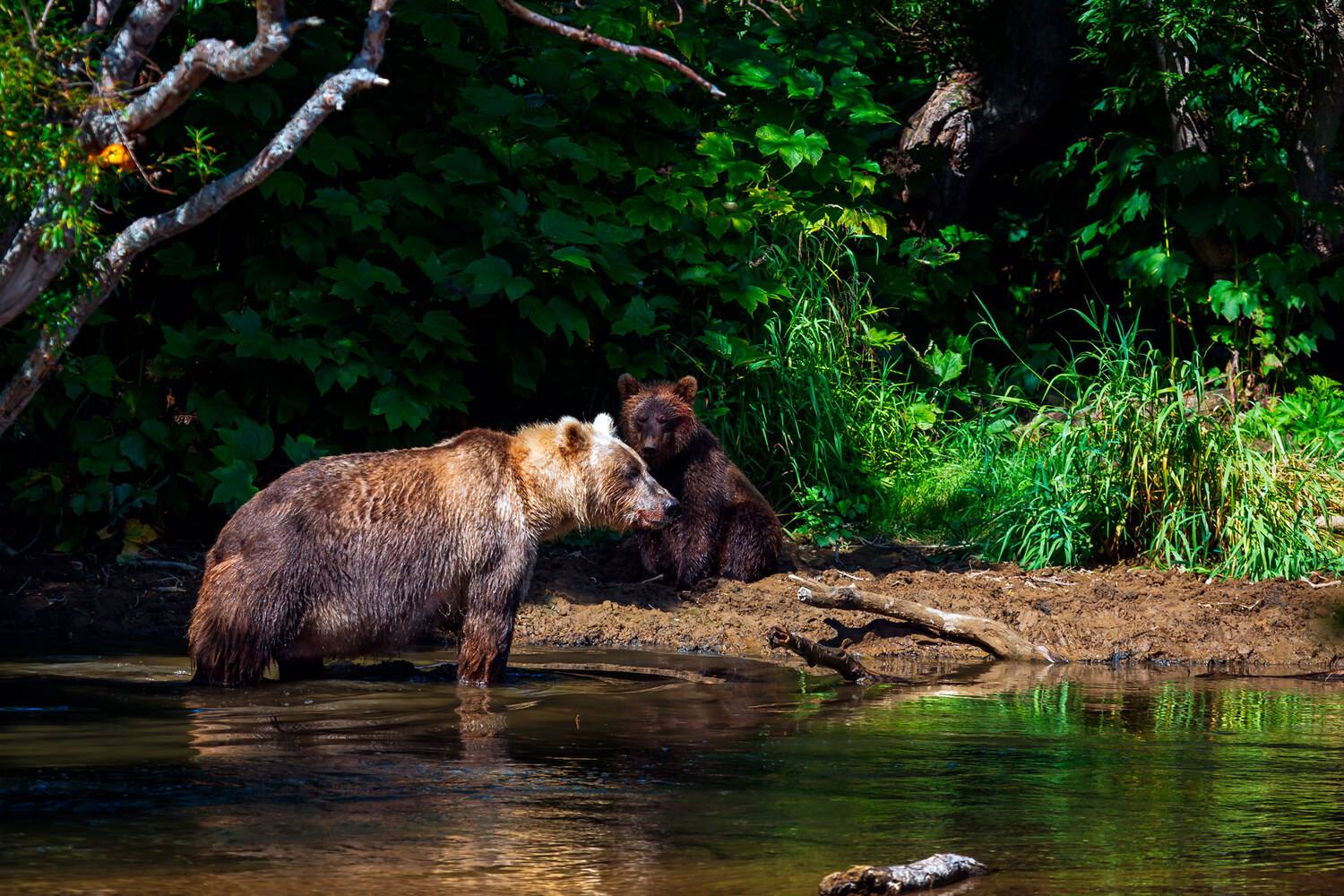 медведи, камчатка, Уткин Дмитрий