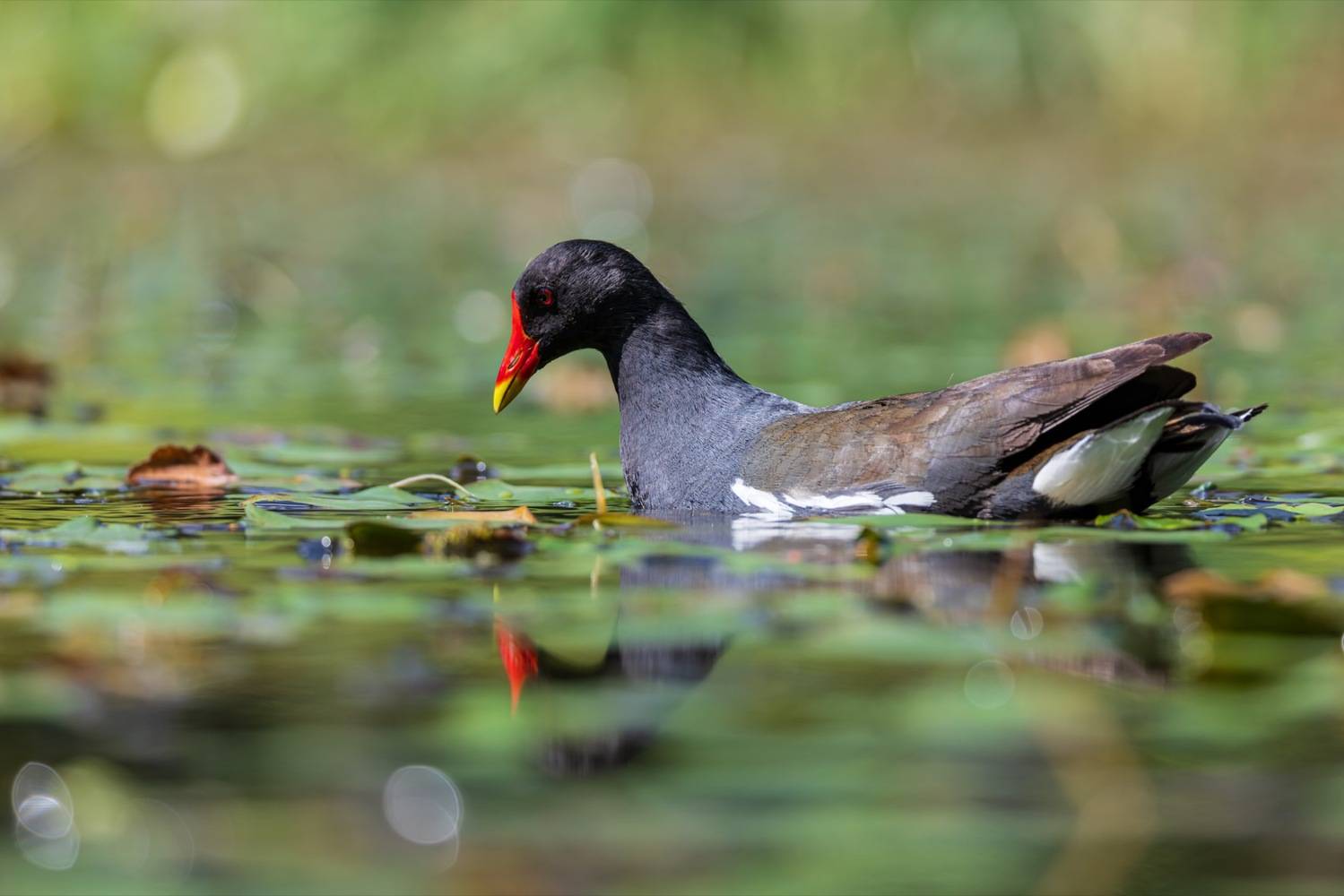кувшинка, камышница, пруд, птицы, Руслан Pl