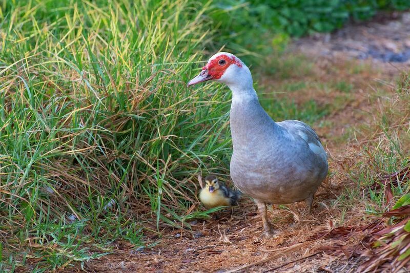 *Мать и дитя... фото превью