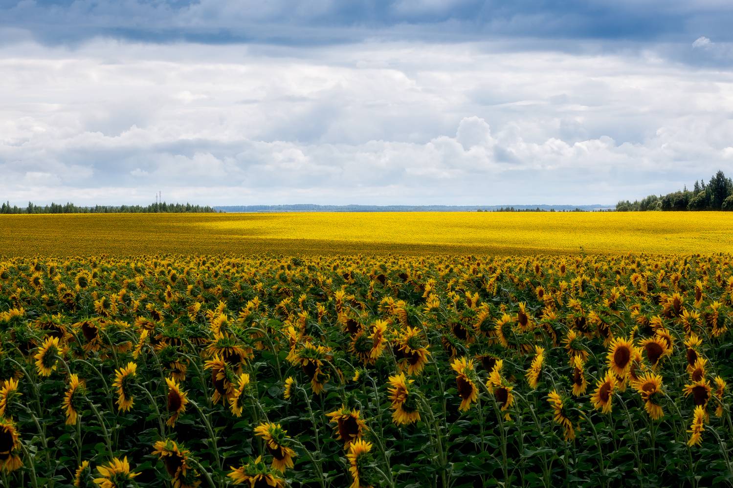 подсолнухи, пейзаж, поля, природа, красота полей, сельское хозяйство, Мартыненко Дмитрий