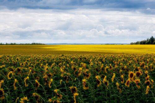Подсолнухи