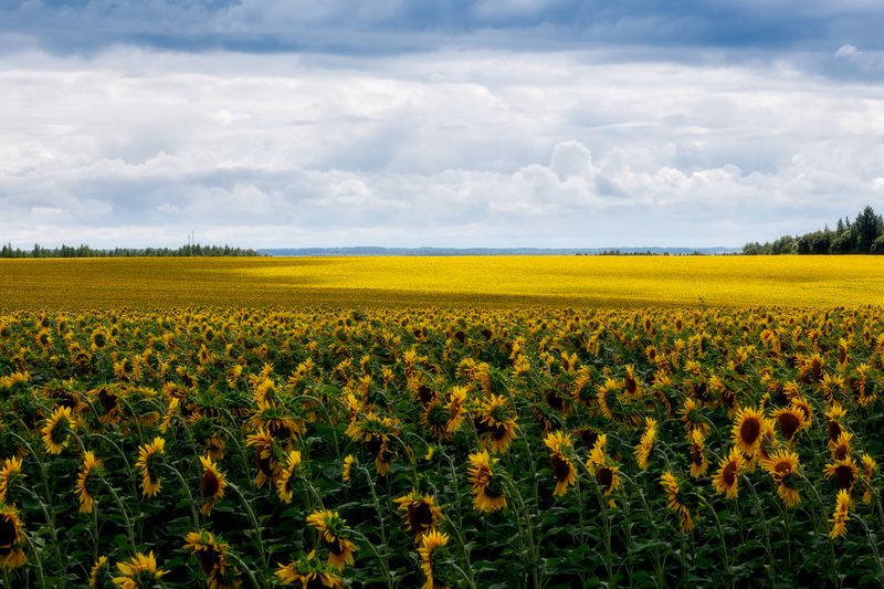 подсолнухи, пейзаж, поля, природа, красота полей, сельское хозяйство Подсолнухи фото превью