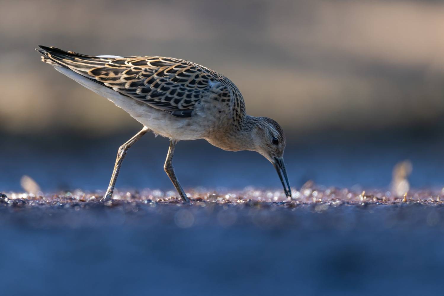 кулик, турухтан, птицы, Руслан Pl