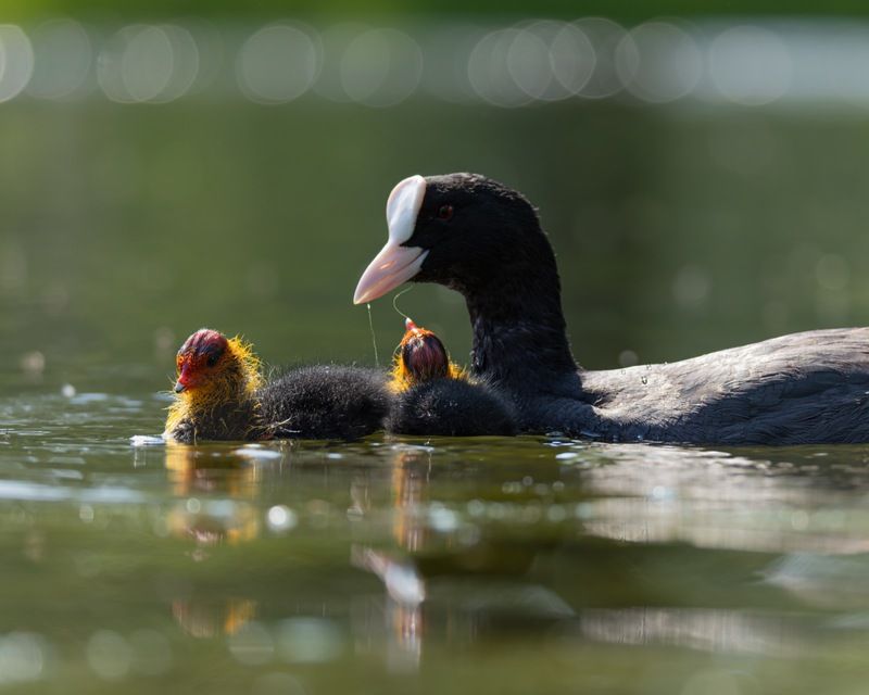 птицы, лысуха, птенец, лысенок, лысята  фото превью