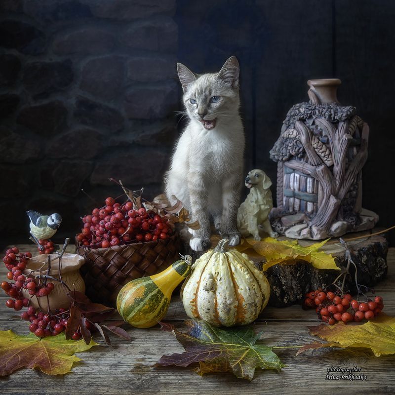 натюрморт, постановочная фотография, кошки, домашние животные, питомцы, котенок Крутой пацан фото превью