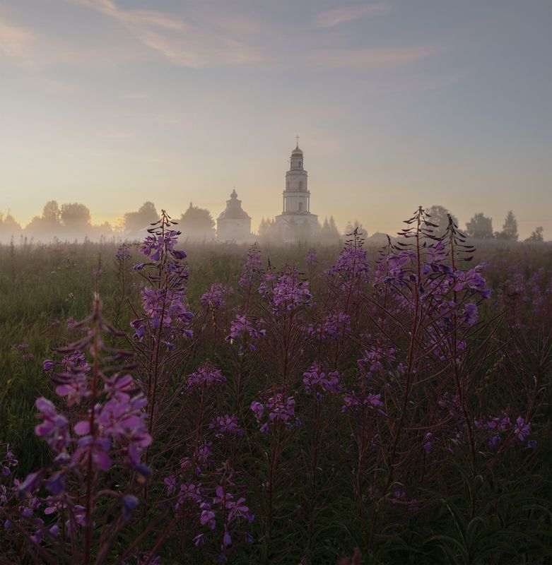 Поле иван-чая в селе Великорецком  фото превью