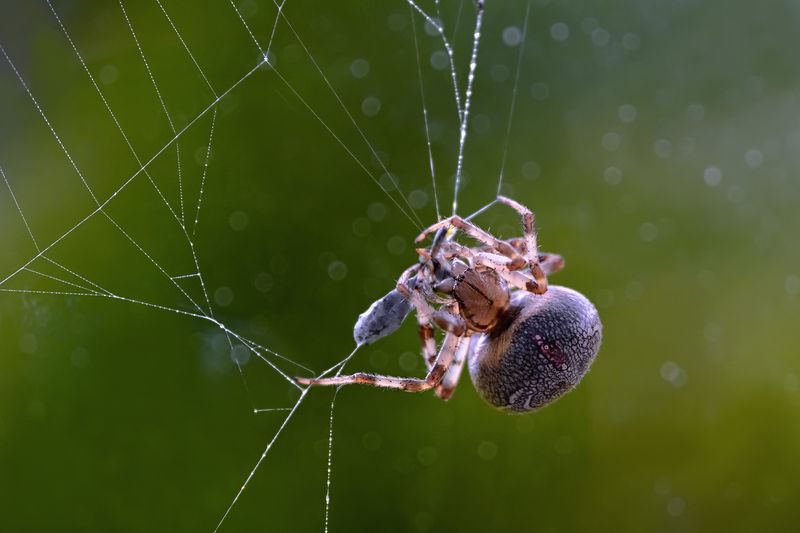 Паучок и его добыча фото превью