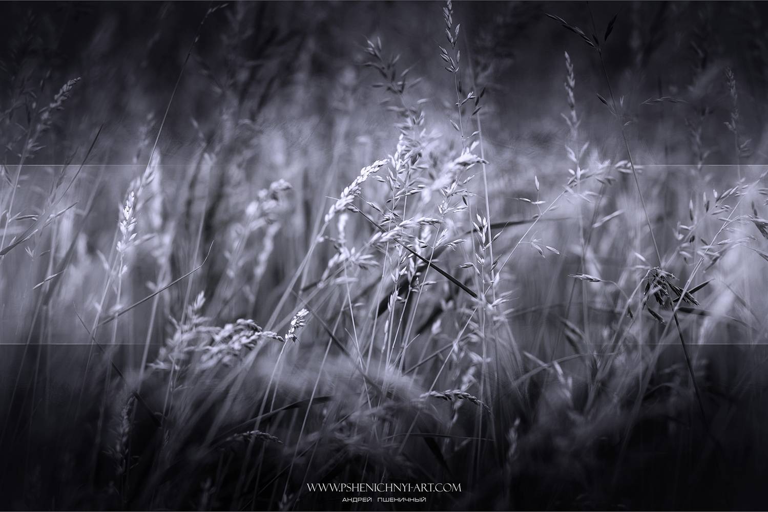 ветер, гибкий, осень, стебли, трава, Пшеничный Андрей