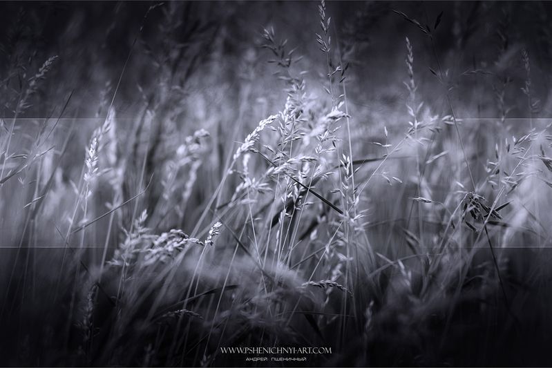 ветер, гибкий, осень, стебли, трава На холодном ветру фото превью