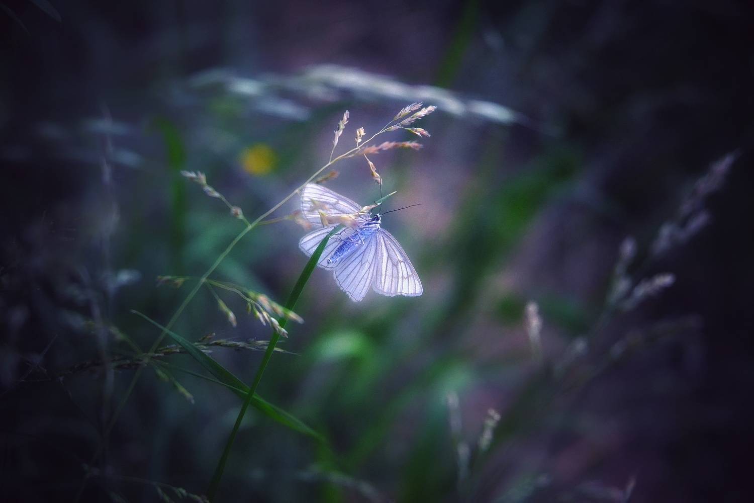 , Юлияна Стоянова