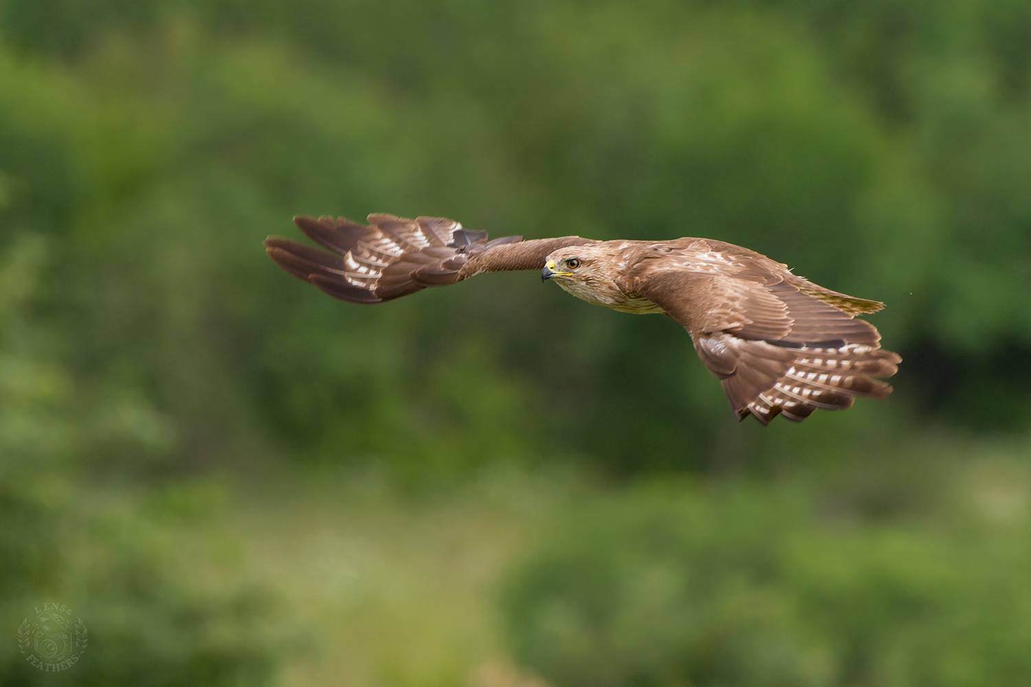 , Евгени Стефанов
