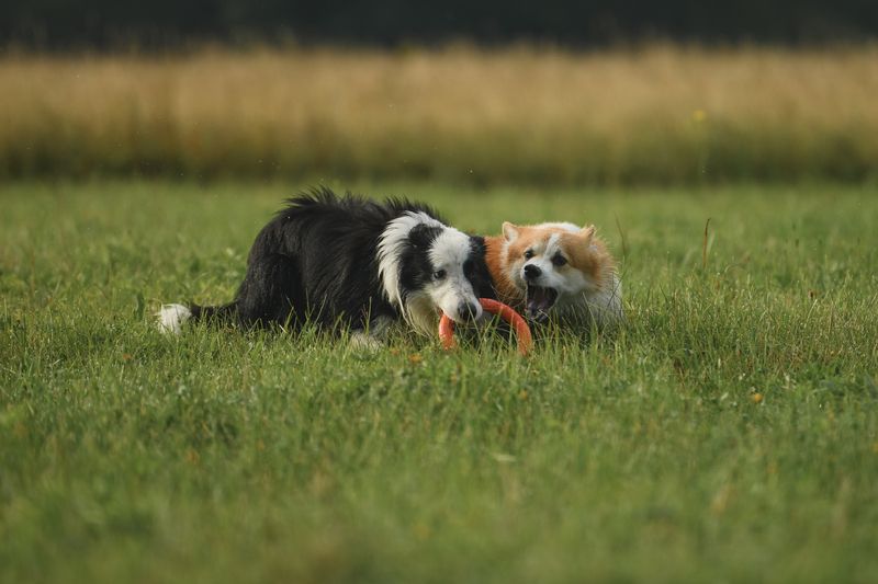 Catch if you can фото превью