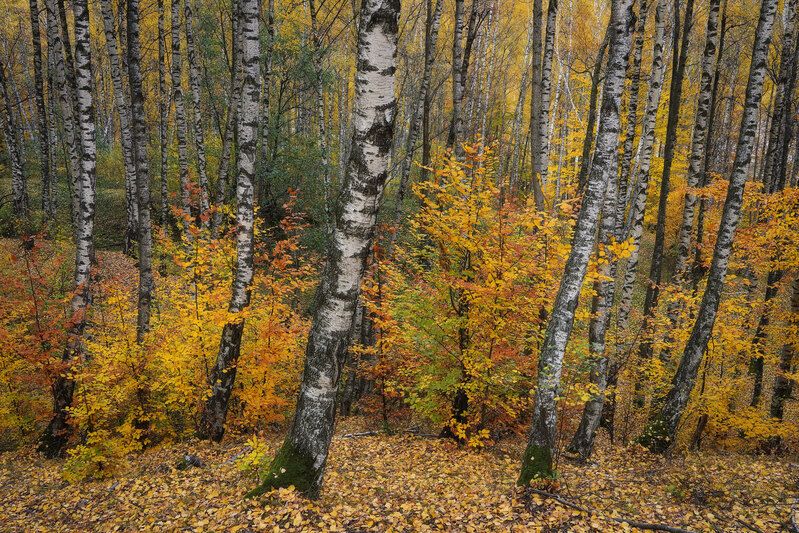 2024 фото превью