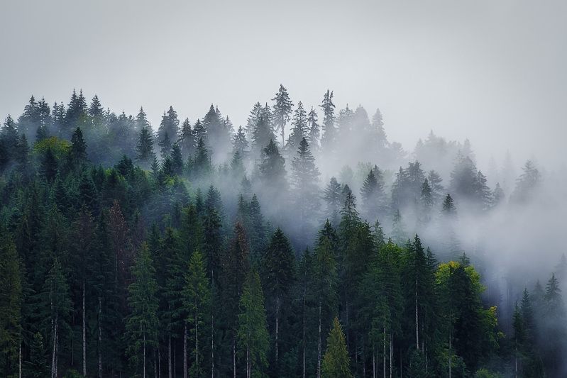 2017 фото превью